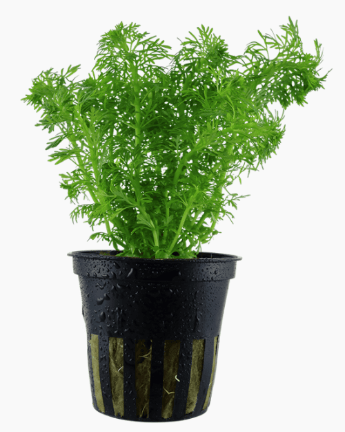 Limnophila Sessiliflora