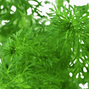 Limnophila Sessiliflora