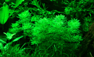 Limnophila Sessiliflora