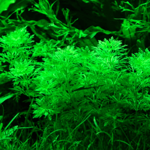 Limnophila Sessiliflora