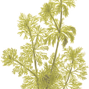 Limnophila Sessiliflora