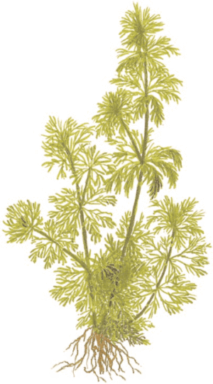 Limnophila Sessiliflora