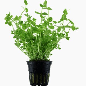 Lindernia Rotundifolia