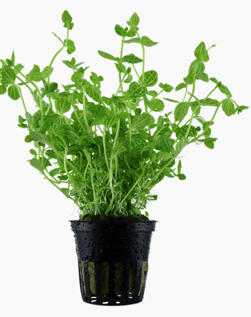 Lindernia Rotundifolia