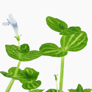 Lindernia Rotundifolia