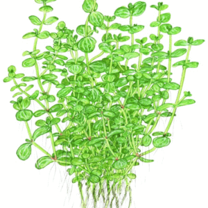 Lindernia Rotundifolia