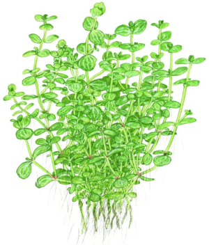 Lindernia Rotundifolia