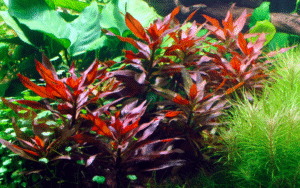 Ludwigia Glandulosa