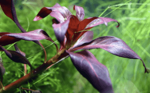 Ludwigia Glandulosa