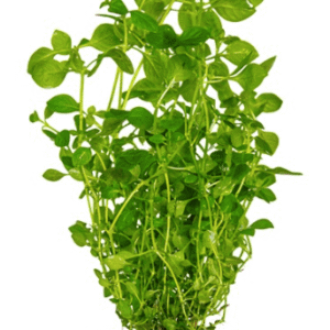 Captura de Pantalla 2025-04-12 a la(s) 22.51.03 Ludwigia Palustris 'Green'