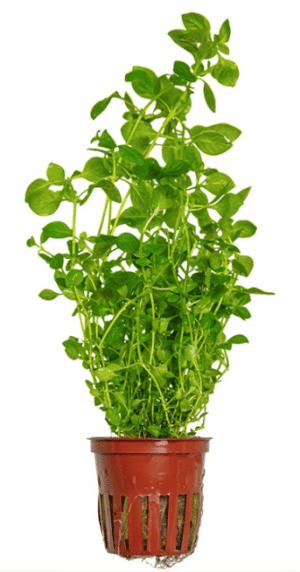 Captura de Pantalla 2025-04-12 a la(s) 22.51.03 Ludwigia Palustris 'Green'