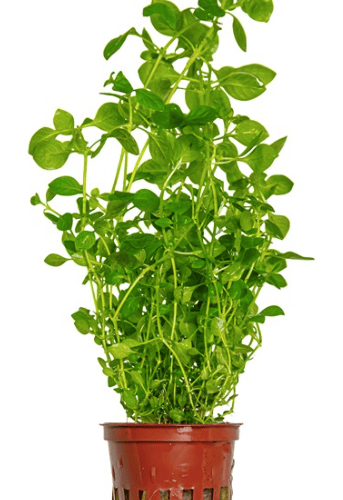 Ludwigia Palustris 'Green'