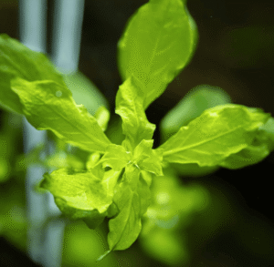 Captura de Pantalla 2025-04-12 a la(s) 22.51.28 Ludwigia Palustris 'Green'