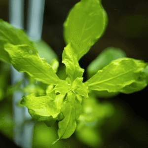 Captura de Pantalla 2025-04-12 a la(s) 22.51.28 Ludwigia Palustris 'Green'