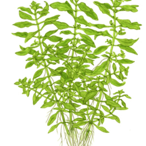 Captura de Pantalla 2025-04-12 a la(s) 22.51.35 Ludwigia Palustris 'Green'