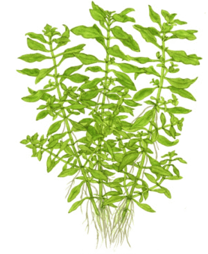 Captura de Pantalla 2025-04-12 a la(s) 22.51.35 Ludwigia Palustris 'Green'