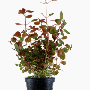 Ludwigia Palustris 'Super Red'