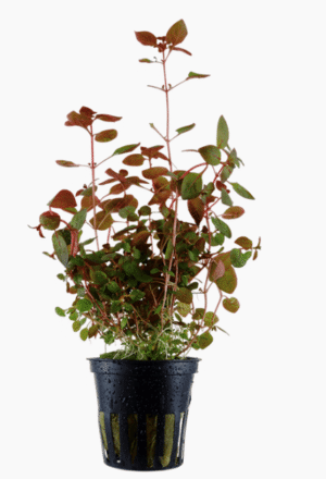 Ludwigia Palustris 'Super Red'