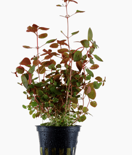 Ludwigia Palustris 'Super Red'