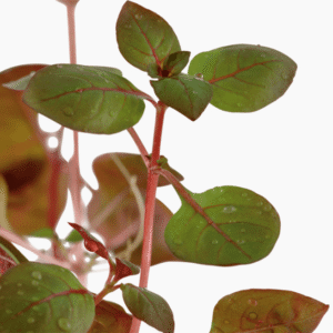 Ludwigia Palustris 'Super Red'