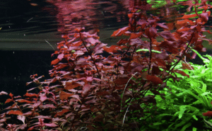 Ludwigia Palustris 'Super Red'