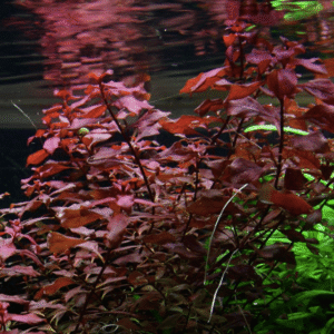 Ludwigia Palustris 'Super Red'