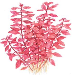 Ludwigia Palustris 'Super Red'