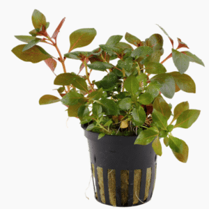 Captura de Pantalla 2025-04-12 a la(s) 23.05.30 Ludwigia repens 'Rubin'