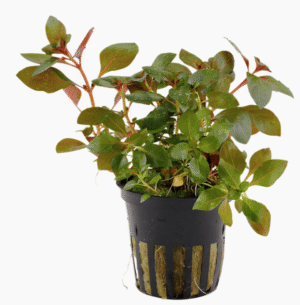 Captura de Pantalla 2025-04-12 a la(s) 23.05.30 Ludwigia repens 'Rubin'