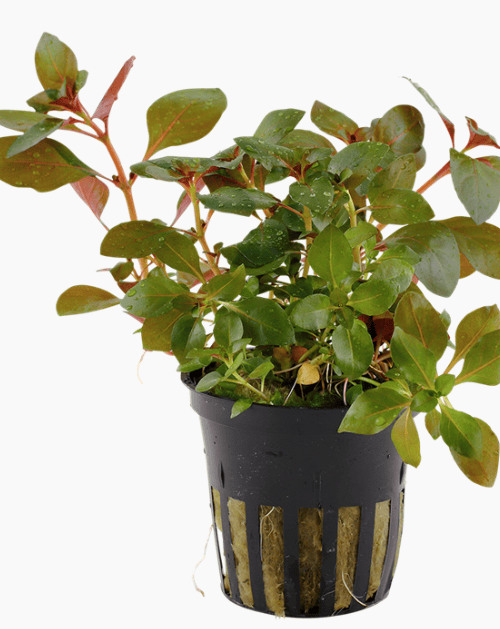 Ludwigia repens 'Rubin'