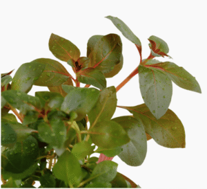 Captura de Pantalla 2025-04-12 a la(s) 23.05.37 Ludwigia repens 'Rubin'