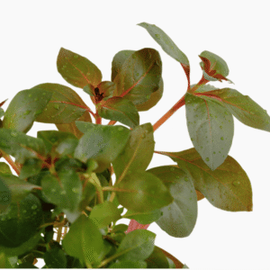 Captura de Pantalla 2025-04-12 a la(s) 23.05.37 Ludwigia repens 'Rubin'