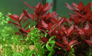 Captura de Pantalla 2025-04-12 a la(s) 23.05.43 Ludwigia repens 'Rubin'
