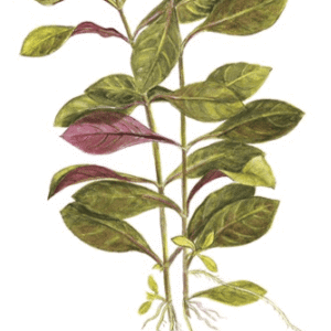 Captura de Pantalla 2025-04-12 a la(s) 23.05.50 Ludwigia repens 'Rubin'