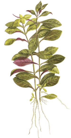 Captura de Pantalla 2025-04-12 a la(s) 23.05.50 Ludwigia repens 'Rubin'