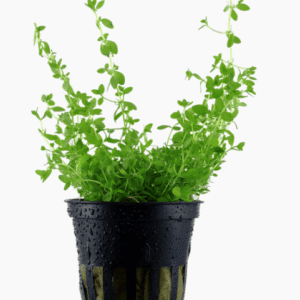 Micranthemum Glomeratum