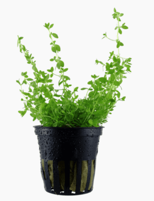 Micranthemum Glomeratum