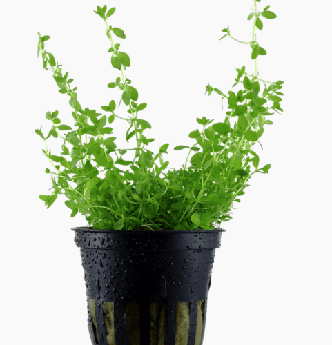 Micranthemum Glomeratum