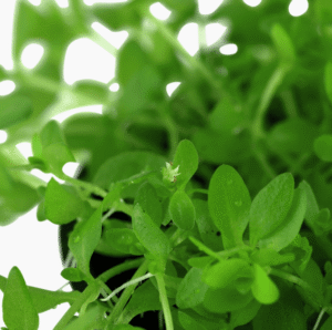 Micranthemum Glomeratum