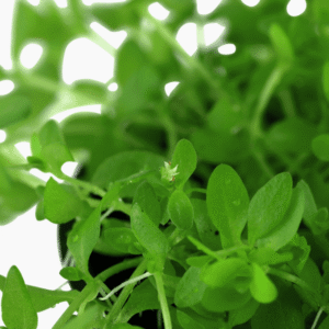 Micranthemum Glomeratum