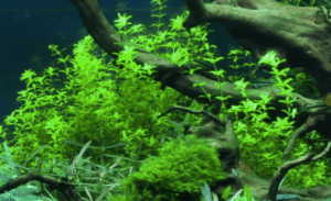 Micranthemum Glomeratum