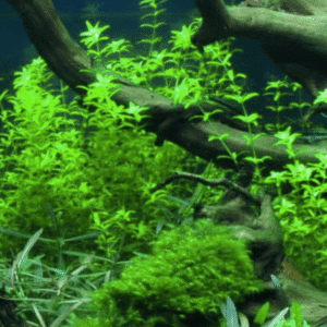 Micranthemum Glomeratum