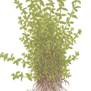 Micranthemum Glomeratum