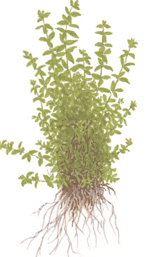 Micranthemum Glomeratum