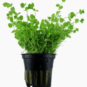 Micranthemum Umbrosum