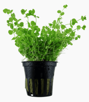 Micranthemum Umbrosum