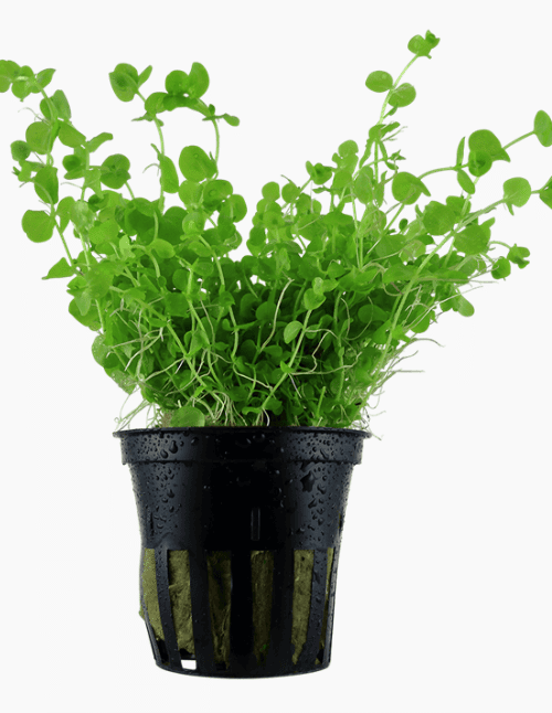 Micranthemum Umbrosum