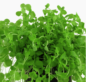 Micranthemum Umbrosum