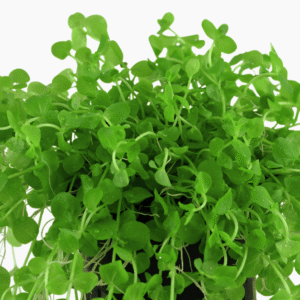 Micranthemum Umbrosum