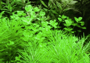 Micranthemum Umbrosum